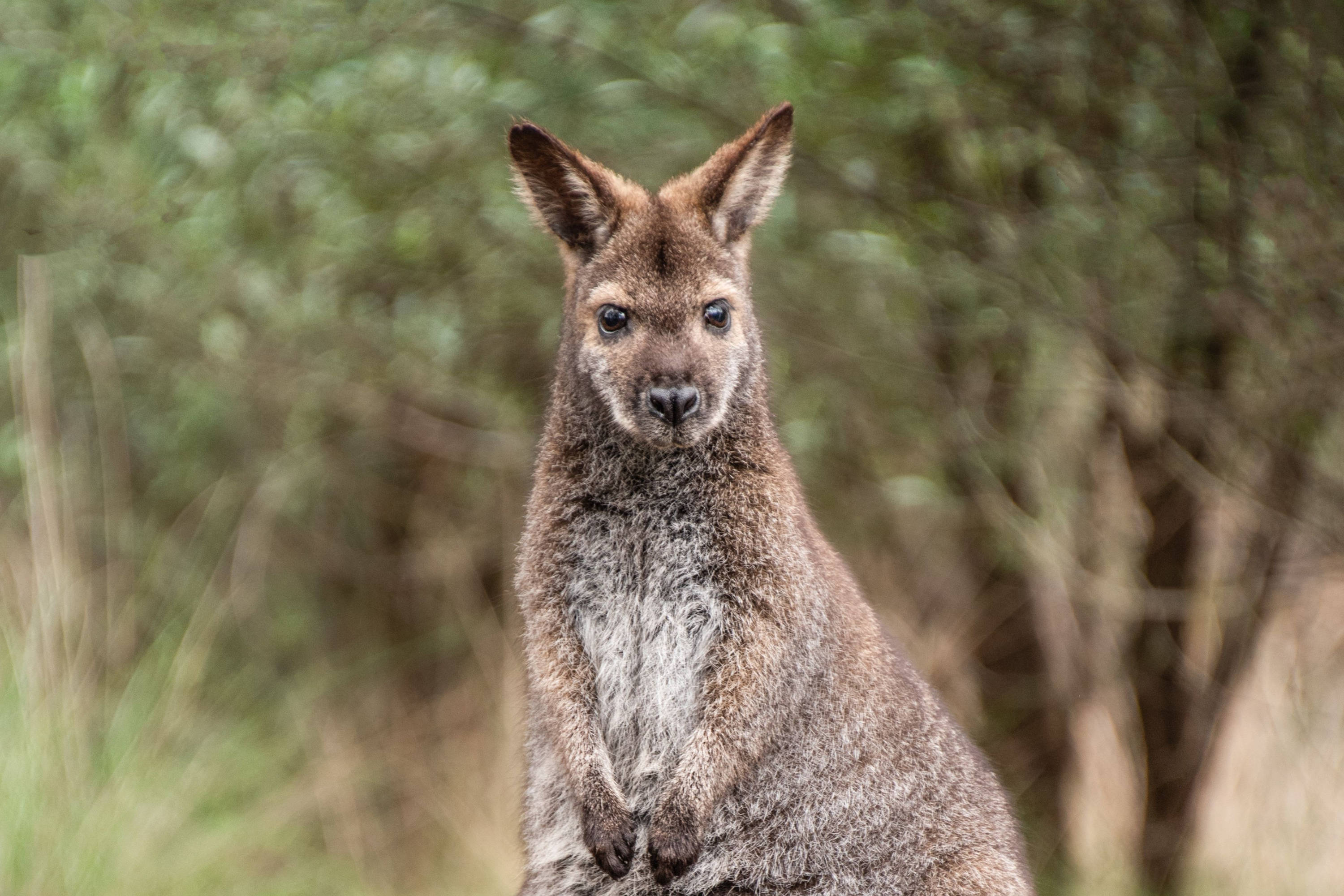 Close-up of a Bennett’s wallaby standing alert in a grassy field, with detailed fur texture and soft natural lighting.