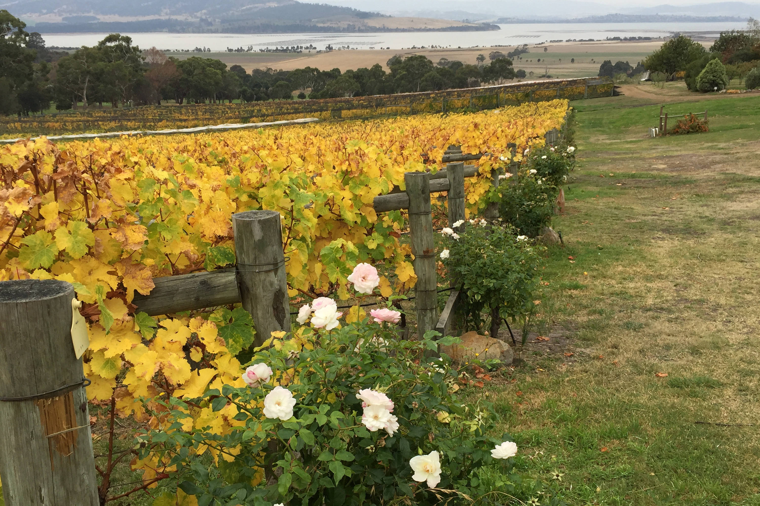 View from Coal Valley Vineyard looking towards Barilla Bay. The vines have yellow leaves and there are pink and white roses planted along the edge of the field of grape vines.