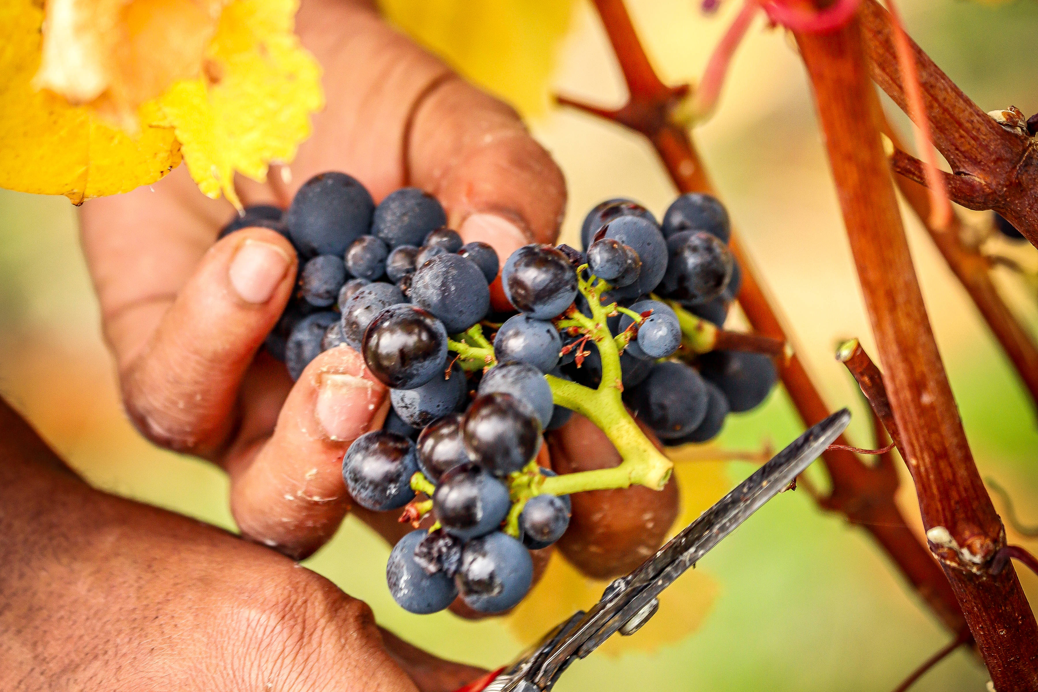 Close-up of dark purple Pinot grapes being cut from the vine.