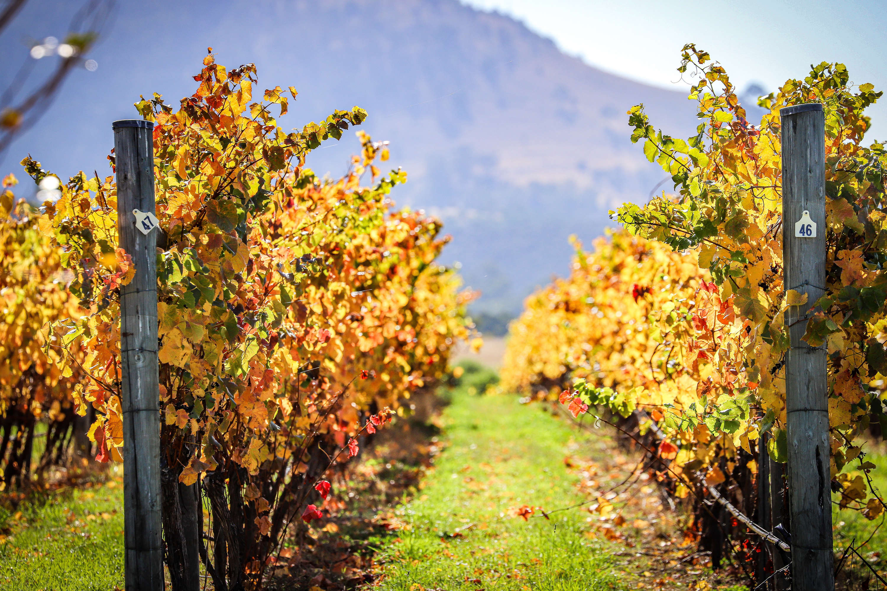 View between two rows of vines at Nocton Vineyard. The rows are numbered ‘46’ and ‘47’.