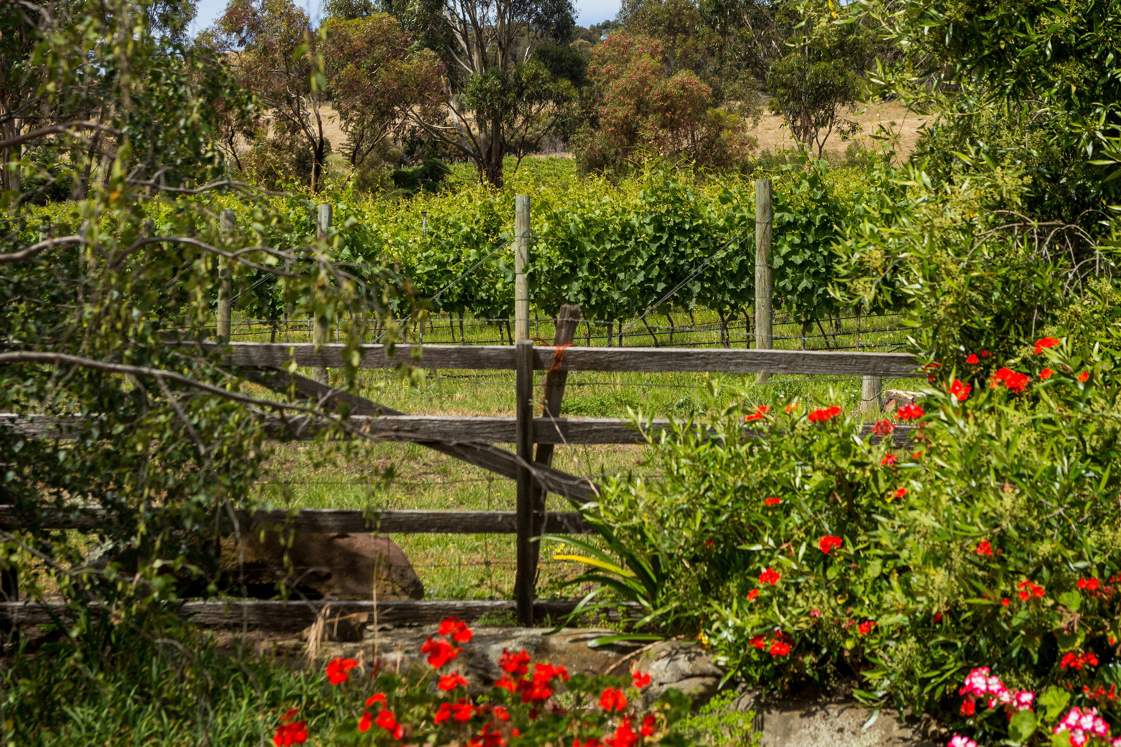 View of the Belmont Vineyard at Pooley Wines. In the foreground are red geraniums growing along a fenceline.
