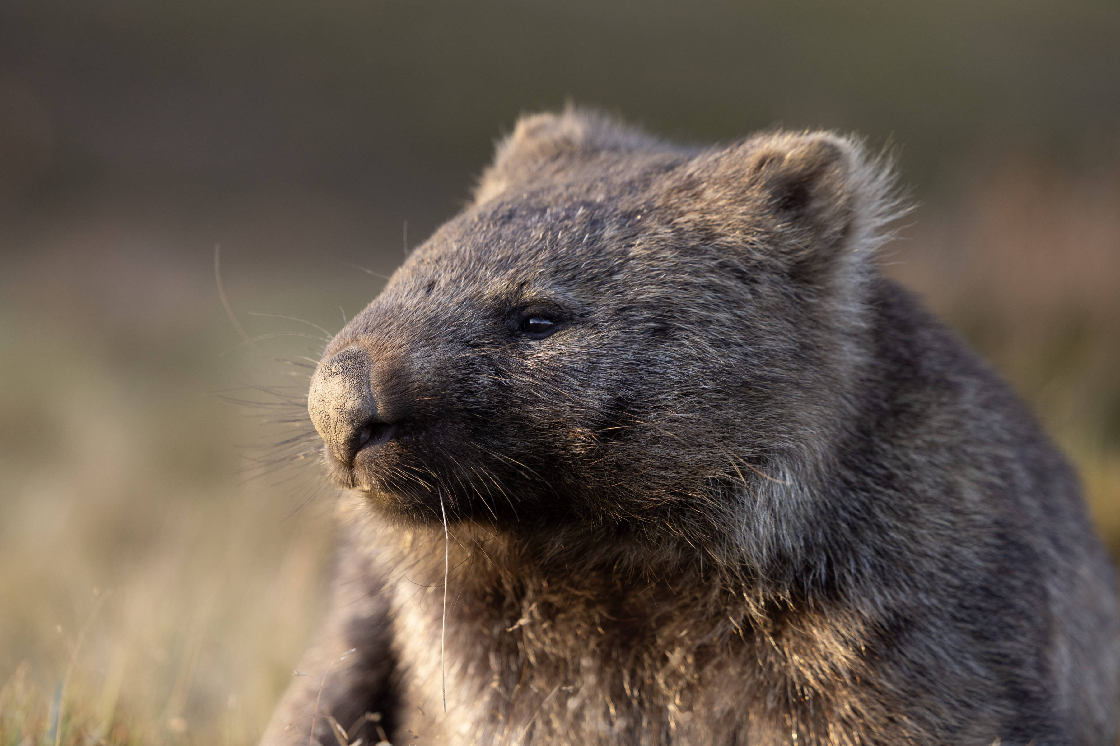 Wombat (Vombatus ursinus)