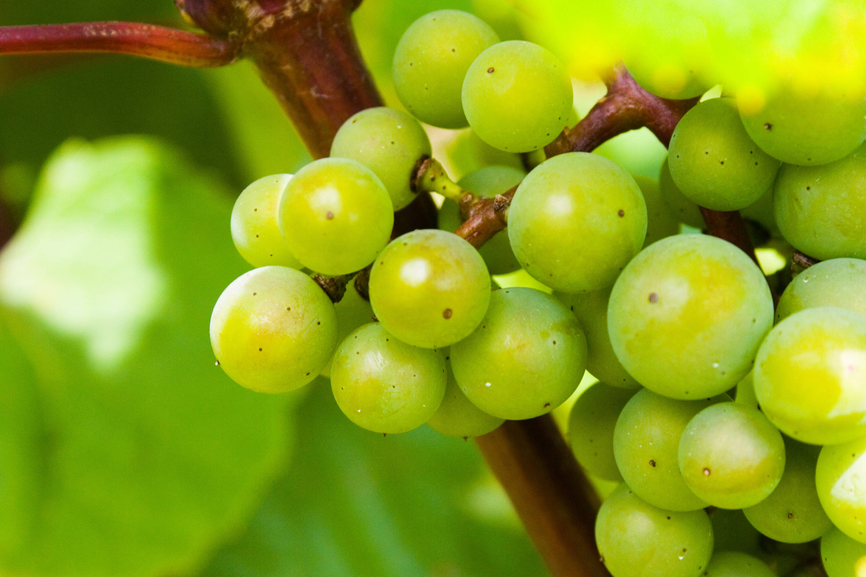 Close-up of green grapes on the vine at a vineyard.