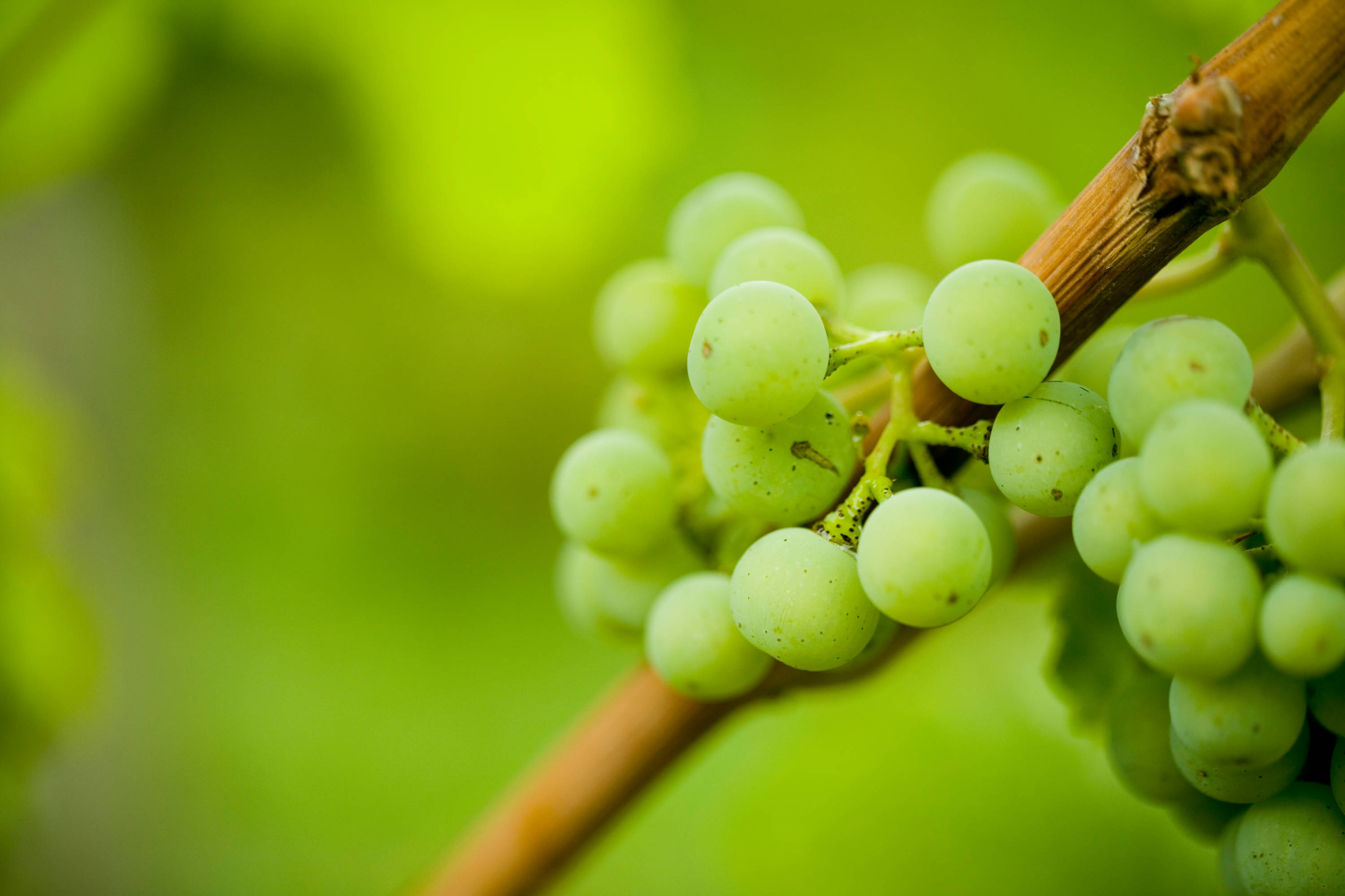 Close-up of green grapes at a vineyard.