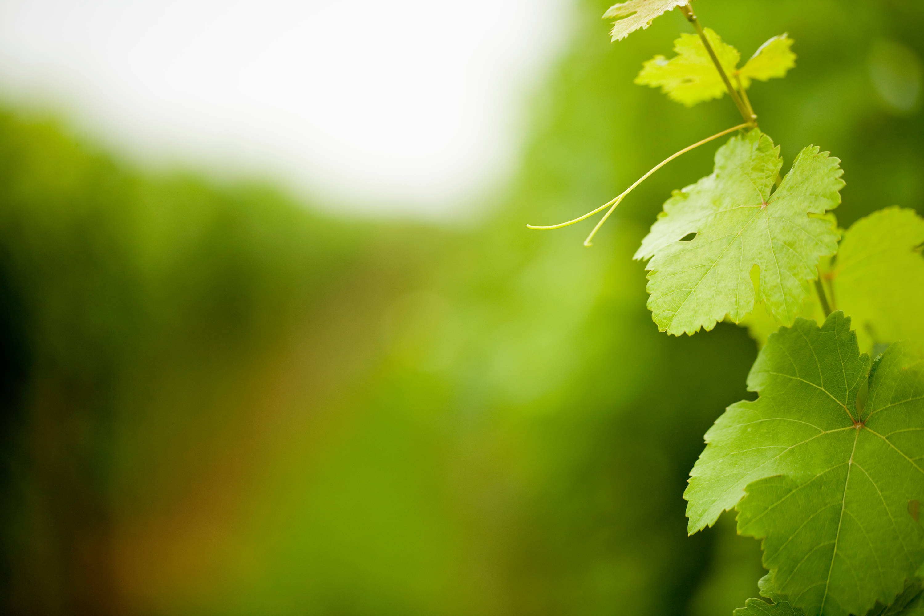 Close-up of green vine leaves at a vineyard.